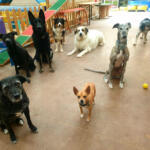 Hotel Guardería para perros ALFA DOG Educación canina Navarra en Navarra