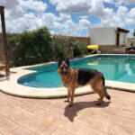Hotel Guardería para perros AMIGOMIO en Cádiz