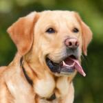 Hotel Guardería para perros SocialDog en Cádiz