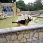 Hotel Guardería para perros Alojamiento para perros y guardería canina en Burgos