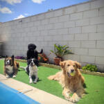 Hotel Guardería para perros Alojamiento y Guardería Canina Familiar en Guadalajara