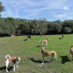 Hotel Guardería para perros Amican Asturias Escuela y Hotel Canino en Asturias