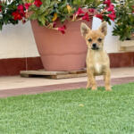 Hotel Guardería para perros Arcoscan Centro Canino en Teruel