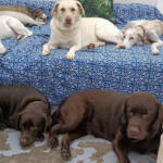Hotel Guardería para perros Barcelona Dog Care en Barcelona