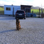 Hotel Guardería para perros BeloAran | Entrenamiento animal y Naturaleza en Navarra