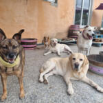Hotel Guardería para perros Bichiños - Hotel Canino en Ourense