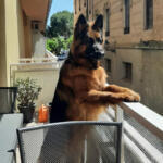Hotel Guardería para perros Borgescan en Lleida