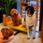 Hotel Guardería para perros COVIS Madrid Guardería Canina en Madrid