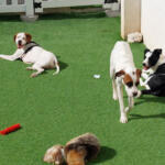 Hotel Guardería para perros CUIDO TU MASCOTA en Madrid