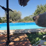 Hotel Guardería para perros Ca Na Sareta - Guardería Canina / Guardería Felina en Tarragona