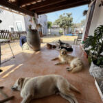 Hotel Guardería para perros Ca Sa Nina LIBRES Y FELICES COMO EN CASA en Islas Baleares