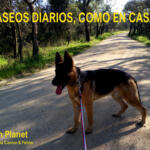 Hotel Guardería para perros Can Planet Hotel-Residència Canina & Felina en Girona