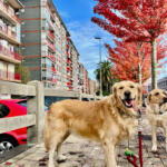 Hotel Guardería para perros Canin Trail Guardería Canina en Guipúzcoa