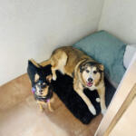 Hotel Guardería para perros Casa Can Centro Canino en Madrid