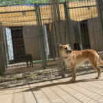 Hotel Guardería para perros Centro Canino Las Cortes en Burgos