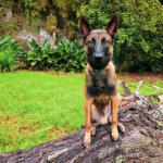 Hotel Guardería para perros Centro Canino Tangoway en Santa Cruz de Tenerife