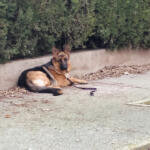 Hotel Guardería para perros Centro Canino Usurbe en Zaragoza