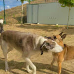 Hotel Guardería para perros Centro Canino Vallecan en Madrid