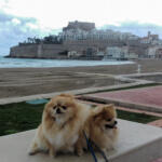 Hotel Guardería para perros Centro Mascotas Can Pou de l'Olla en Castellón