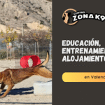 Hotel Guardería para perros Centro Zona K9 en Valencia