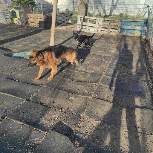 Centro canino La Malena (Valladolid)