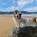Hotel Guardería para perros Centro canino Las Almenas en Asturias