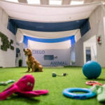 Hotel Guardería para perros Cielo Animal en Palencia