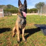 Hotel Guardería para perros Cuatro Patas | Residència Canina en Castellón