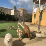 Hotel Guardería para perros Cuidado de perros en Huelva Reino Milenar en Huelva