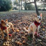 Hotel Guardería para perros DOS ROSAS PET RESORT en Barcelona