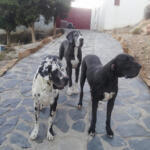 Hotel Guardería para perros Damacan Hotel Canino en Almería