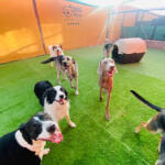 Hotel Guardería para perros Dog Village en Albacete