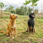Hotel Guardería para perros EbreCan. Residència Canina i Ensinistrament en Tarragona