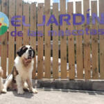 Hotel Guardería para perros El Jardín de las Mascotas en Santa Cruz de Tenerife