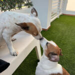 Hotel Guardería para perros El Perro Feliz Ibiza en Islas Baleares