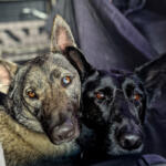 Hotel Guardería para perros El hotel de Anuk en Lleida