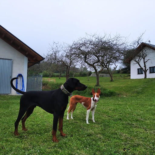 El lugar del perro (Asturias)