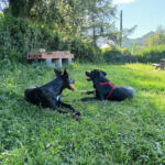 Hotel Guardería para perros Fraggle Dogs en Vizcaya