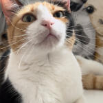 Hotel Guardería para perros GUARDERIA DE GATOS "VILLA GATITOS" en Las Palmas