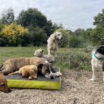 Hotel Guardería para perros Gericans en A Coruña