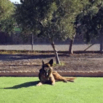 Hotel Guardería para perros Guardería Canina Maspalomas en Las Palmas