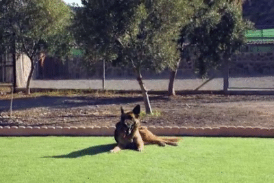 Hotel Guardería para perros Guardería Canina Maspalomas en Las Palmas