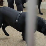 Hotel Guardería para perros Guardería Canina Zizur en Navarra