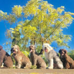 Hotel Guardería para perros Guardería - Residencia Canina Córdoba RASTAdog Centro de Bienestar Animal - Ludoteca Canina en Córdoba