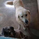 Hotel Guardería para perros Guardería canina Pagoa en Navarra