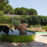 Hotel Guardería para perros Guardería/Residencia Canina Familia Amor Animals en Madrid