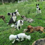 Hotel Guardería para perros Guardog en Asturias