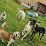 Hotel Guardería para perros HOTEL CANINO SULU. (Peluquería Canina) en Valladolid