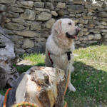 Hotel Guardería para perros Hotel Can Residència Canina en Lleida