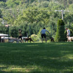 Hotel Guardería para perros Hotel Canino Aiartza en Vizcaya